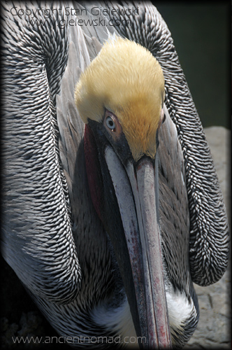 Mexico Ensenada Pelican