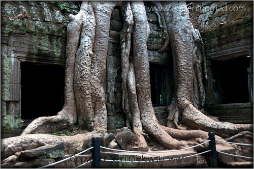 Ta Prohm - Angkor Wat - Siem Reap - Cambodia