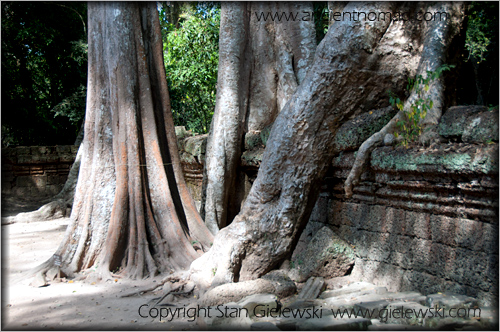 Ta Prohm - Angkor Wat - Siem Reap - Cambodia
