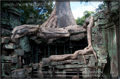 Ta Prohm - Angkor Wat - Siem Reap - Cambodia