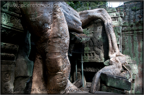 Ta Prohm - Angkor Wat - Siem Reap - Cambodia