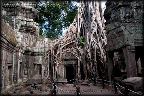 Ta Prohm - Angkor Wat - Siem Reap - Cambodia