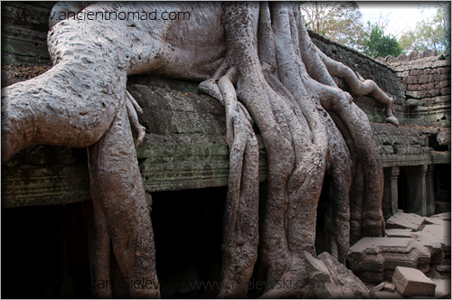 Ta Prohm - Angkor Wat - Siem Reap - Cambodia