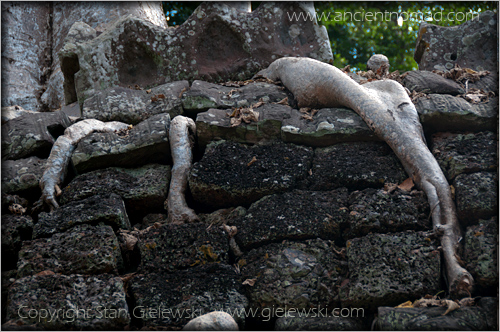 Ta Prohm - Angkor Wat - Siem Reap - Cambodia