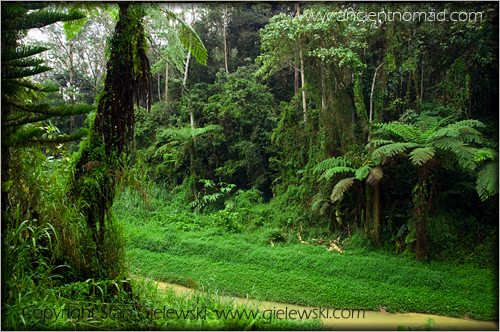 Cameroan Highlands - Malaysia