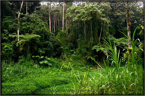 Cameroan Highlands - Malaysia