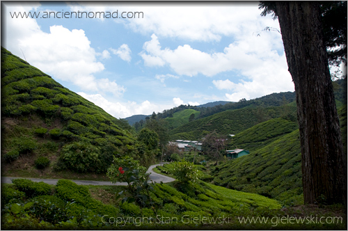Cameroan Highlands - Malaysia