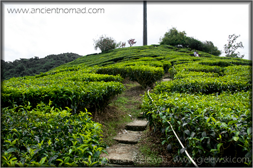 Cameroan Highlands - Malaysia