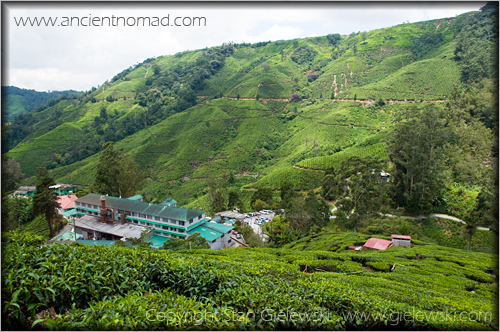 Cameroan Highlands - Malaysia