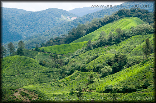 Cameroan Highlands - Malaysia
