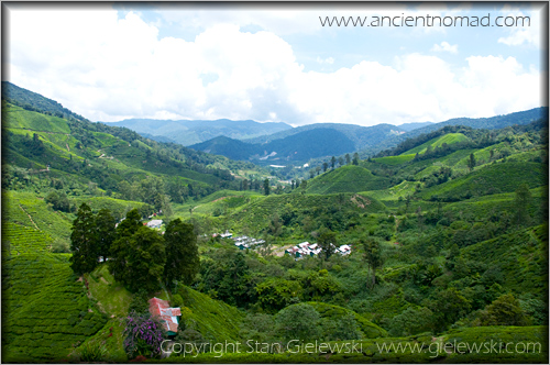 Cameroan Highlands - Malaysia