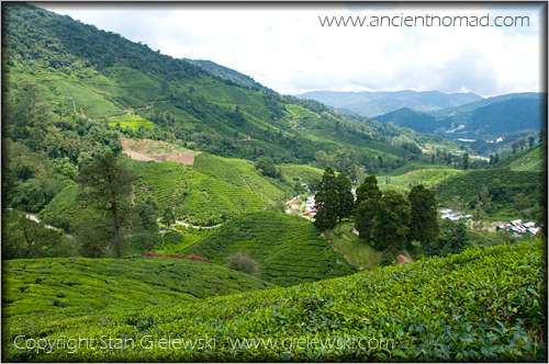 Cameroan Highlands - Malaysia