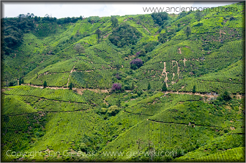 Cameroan Highlands - Malaysia