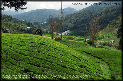 Cameroan Highlands - Malaysia