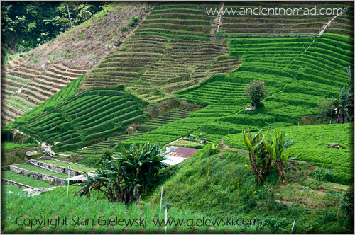 Cameroan Highlands - Malaysia