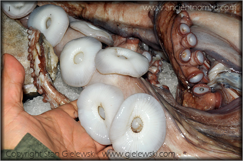 Vancouver - Pacific octopus